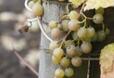 ЕС прие новите правила за производство на биологично вино