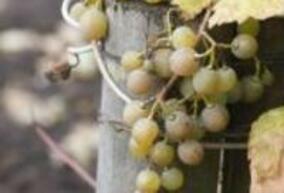 ЕС прие новите правила за производство на биологично вино
