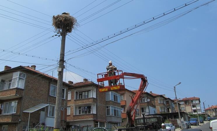 Сътрудници на EVN България в Царево спасиха млад щъркел, паднал от гнездото си


